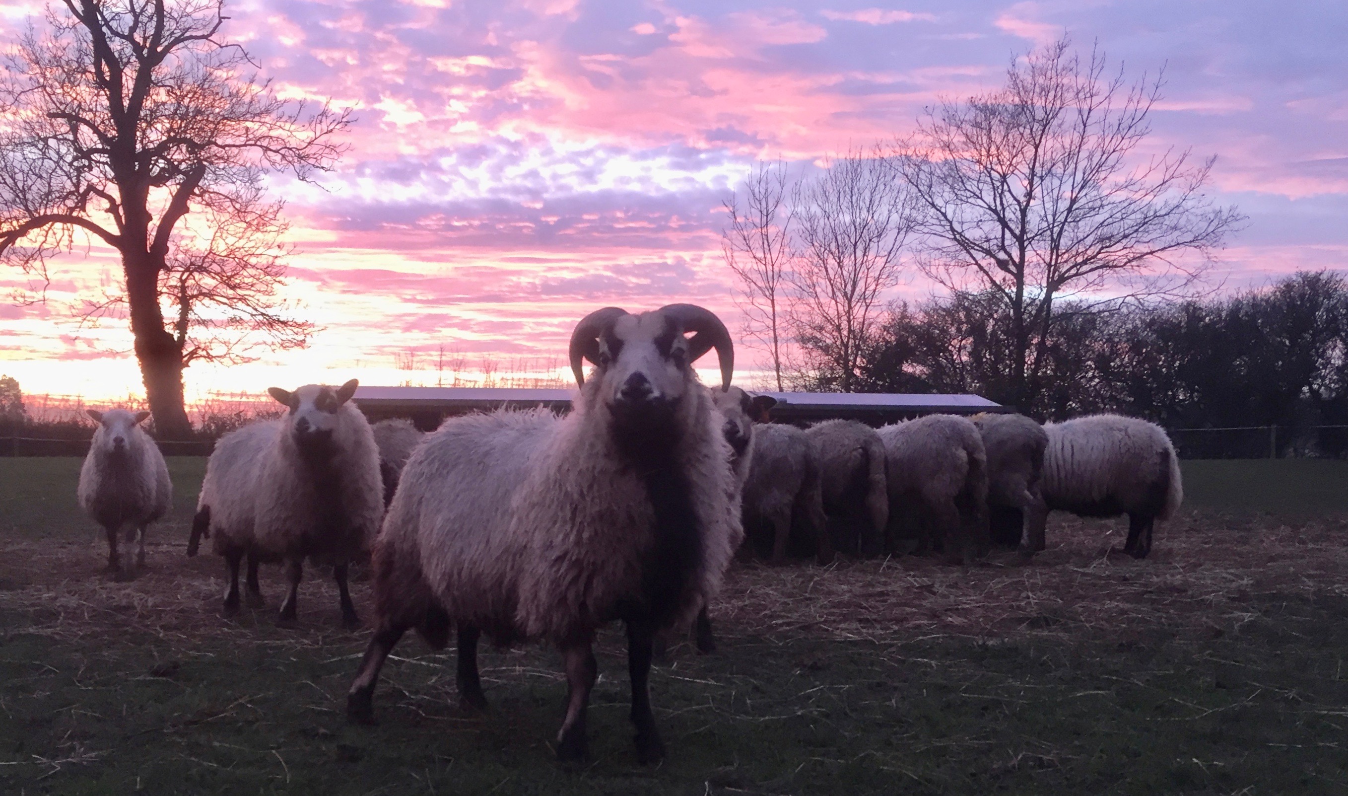 Badger Face Sheep at Wheeldale woolcrafts